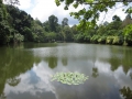 sandakan gardens in forest
